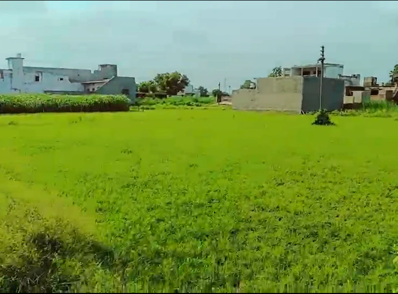 XJJ5+522, Meerut, Rampur Pawti, Afjal Pur Pawti, Uttar Pradesh 250002, India - Photo 3