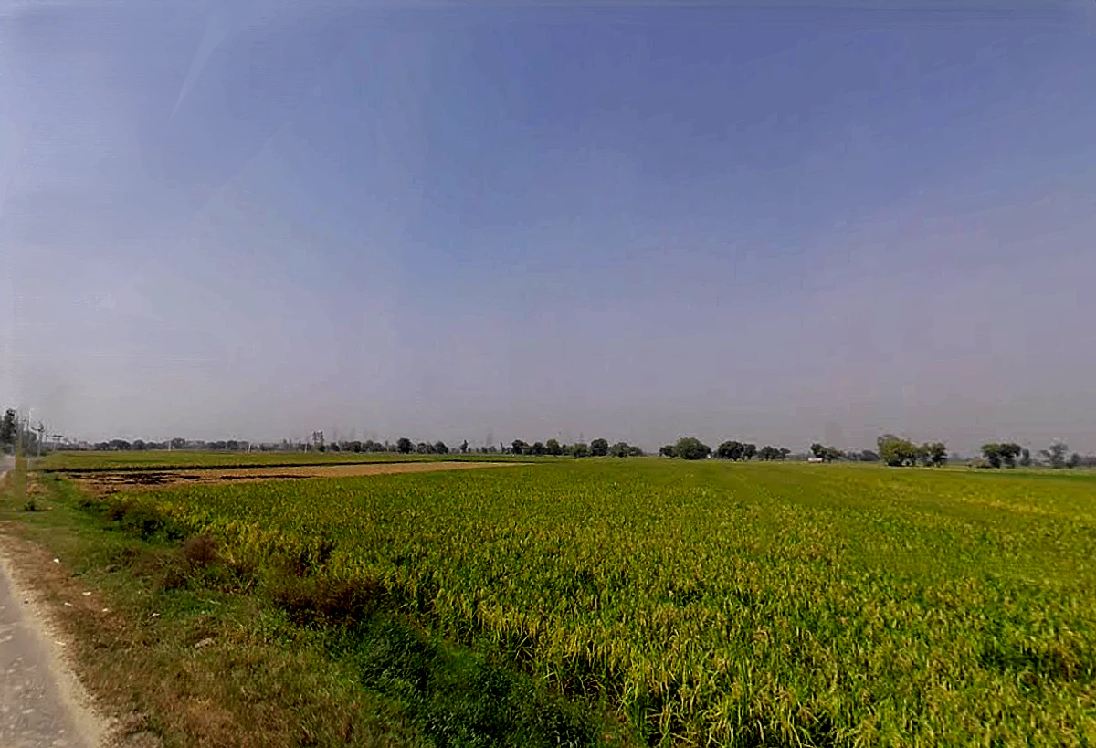 Ranwari, Uttar Pradesh 281401, India