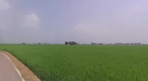 9X6C+QJG, Dalod, Gujarat 382130, India preview 3