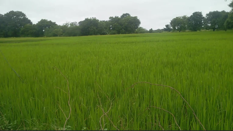 2P98+HHH, Fatehpur, Sauran, Uttar Pradesh 212664, India