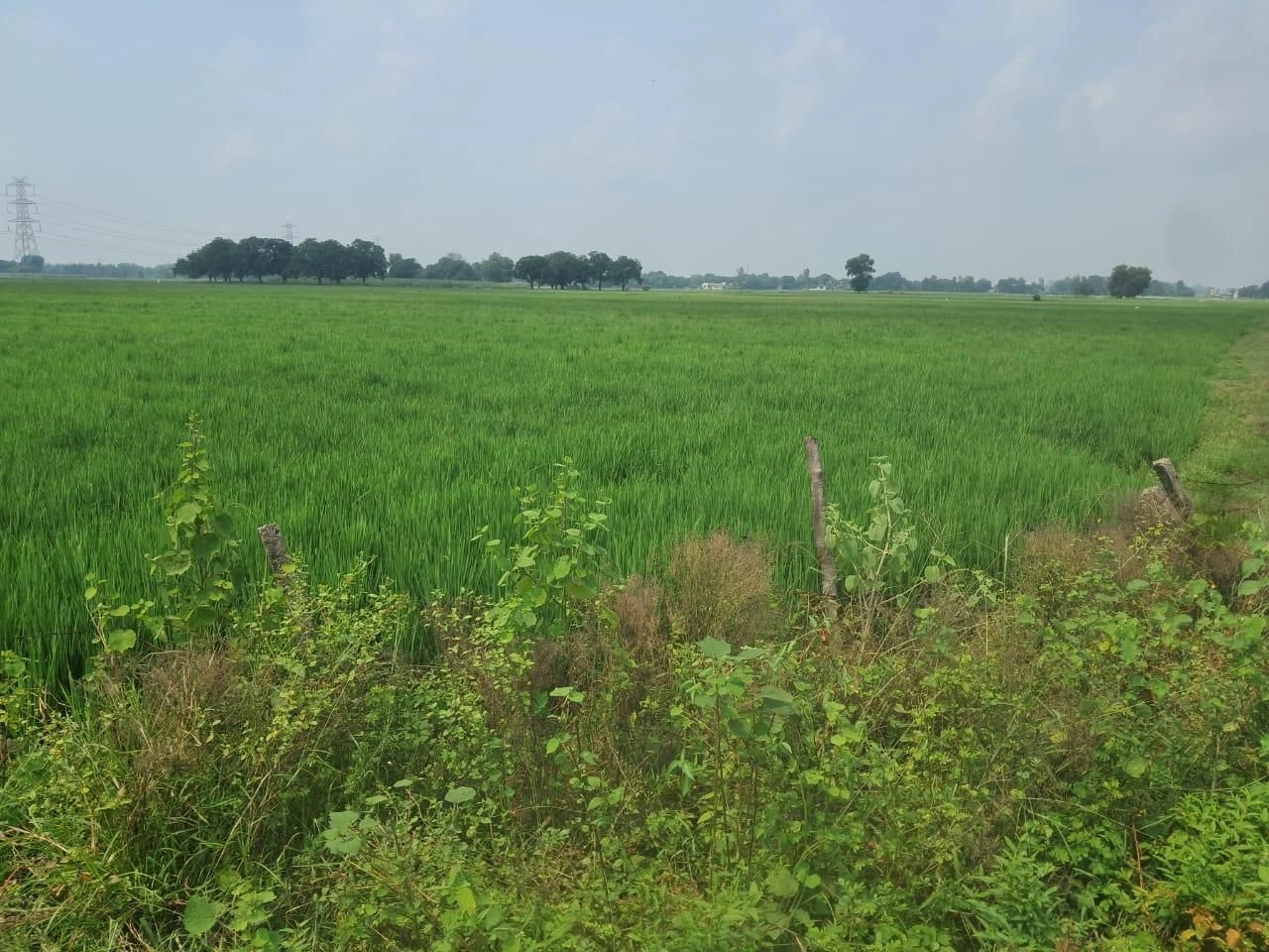 J8JV+M9, Ayodhya, Silauni, Uttar Pradesh 224161, India - Photo 3