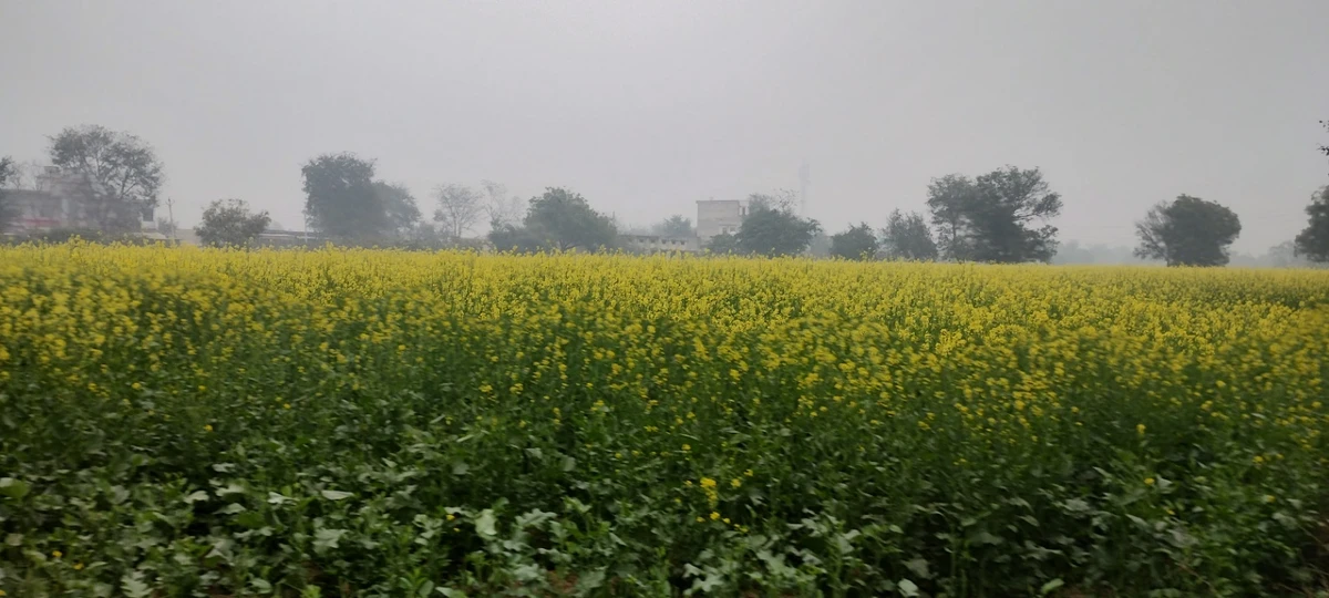 Jalooki, Rajasthan, India