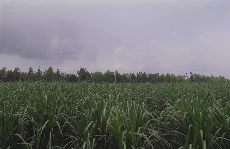 Naya Gaon, Uttar Pradesh 247451, India