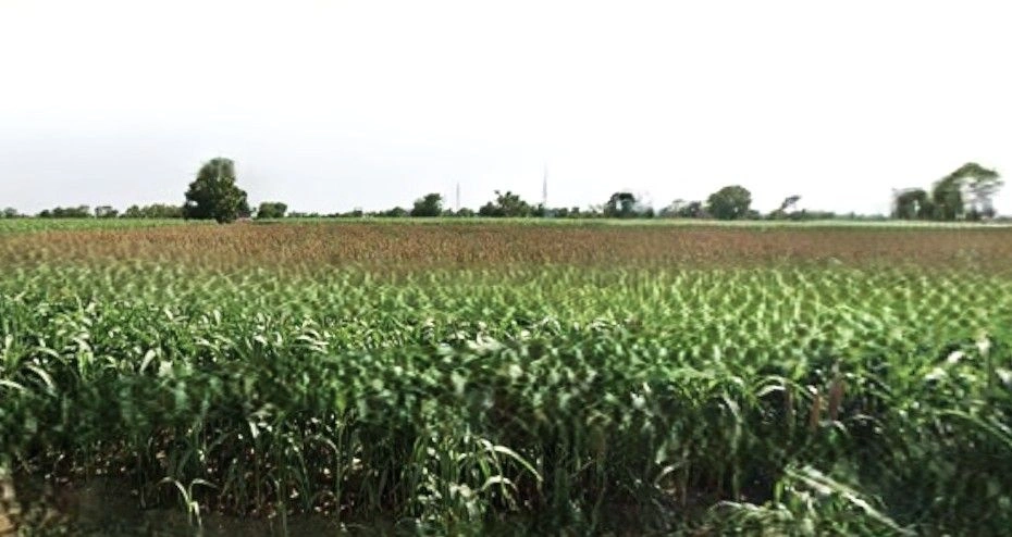 Panigaon Khader, Mat, Mathura, Uttar Pradesh, India