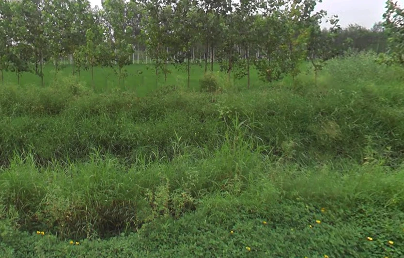 Maheshwari Kalan, Uttar Pradesh 247120, India