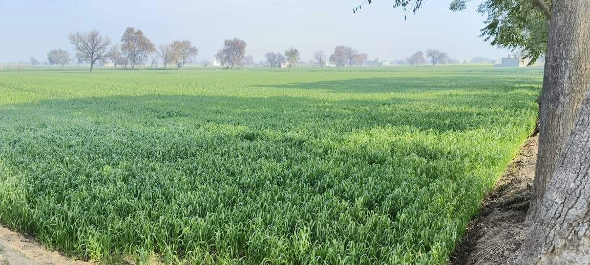 Bhora Kalan, Haryana 122413, India