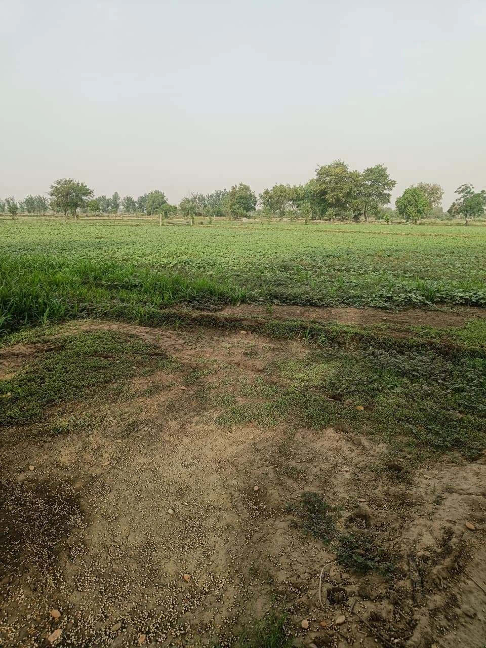 Aou, Rajasthan, India