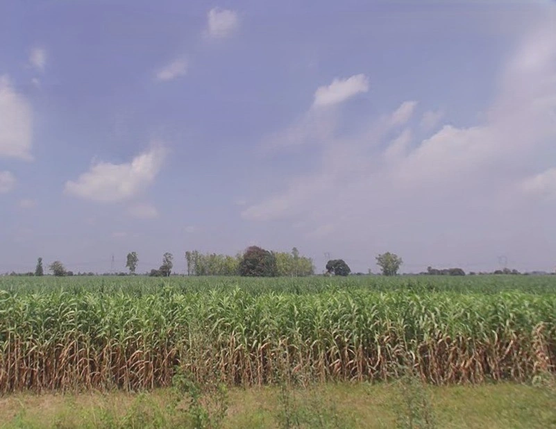 Budhana, Uttar Pradesh 251309, India