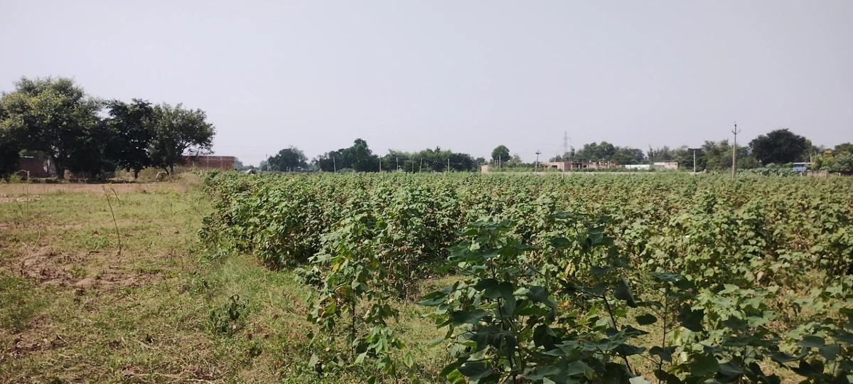Semli, Rajasthan, India