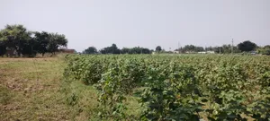 Semli, Rajasthan, India preview 2