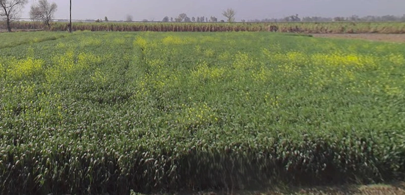 Mawana, Uttar Pradesh, India