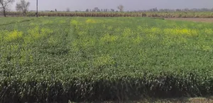 Mawana, Uttar Pradesh, India preview 3