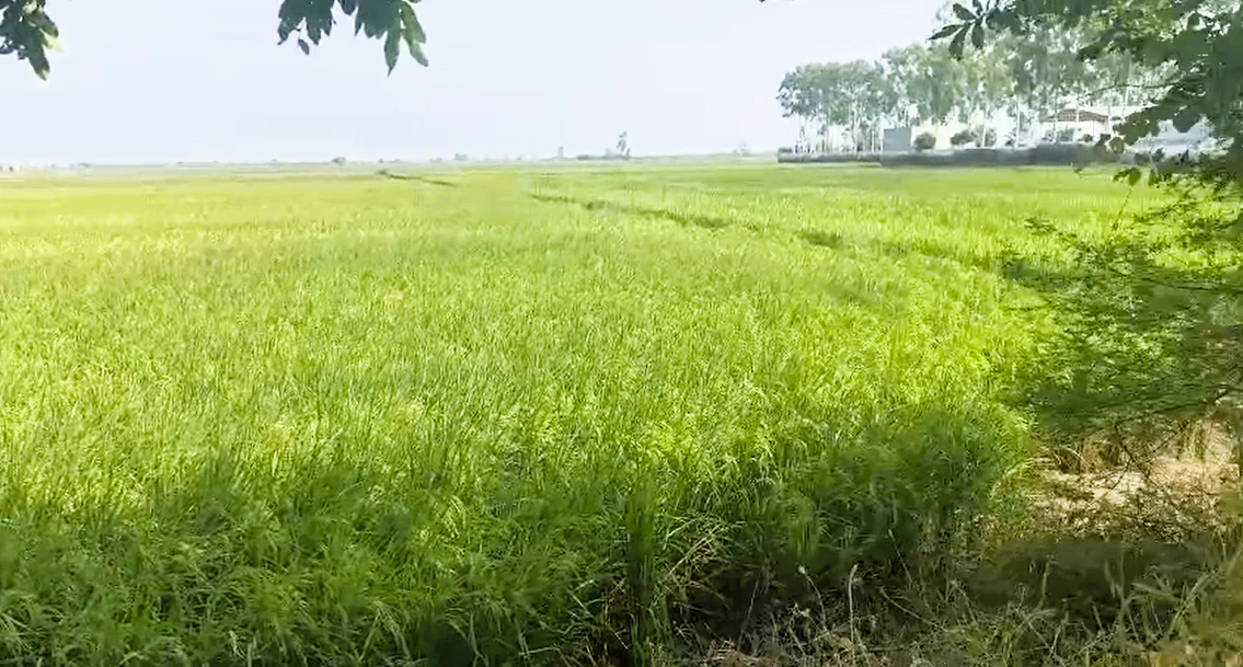 Patwapur, Rohtak, Haryana 124411, India