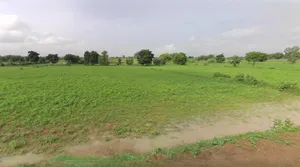 Kothi, Madhya Pradesh 485666, India preview 3