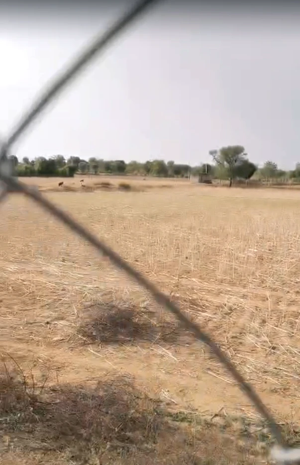 P45P+5V6, Hingoti, Rajasthan 303302, India