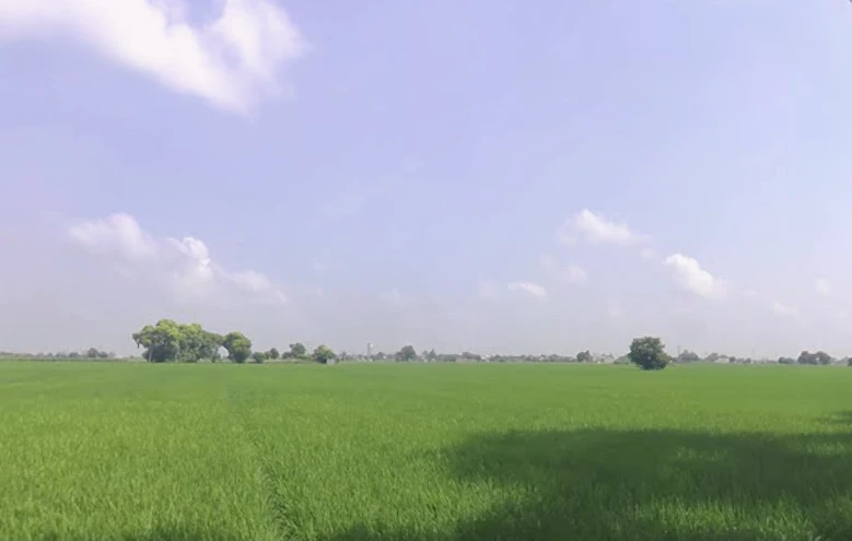 Nathuwala Jadid, Punjab 142053, India