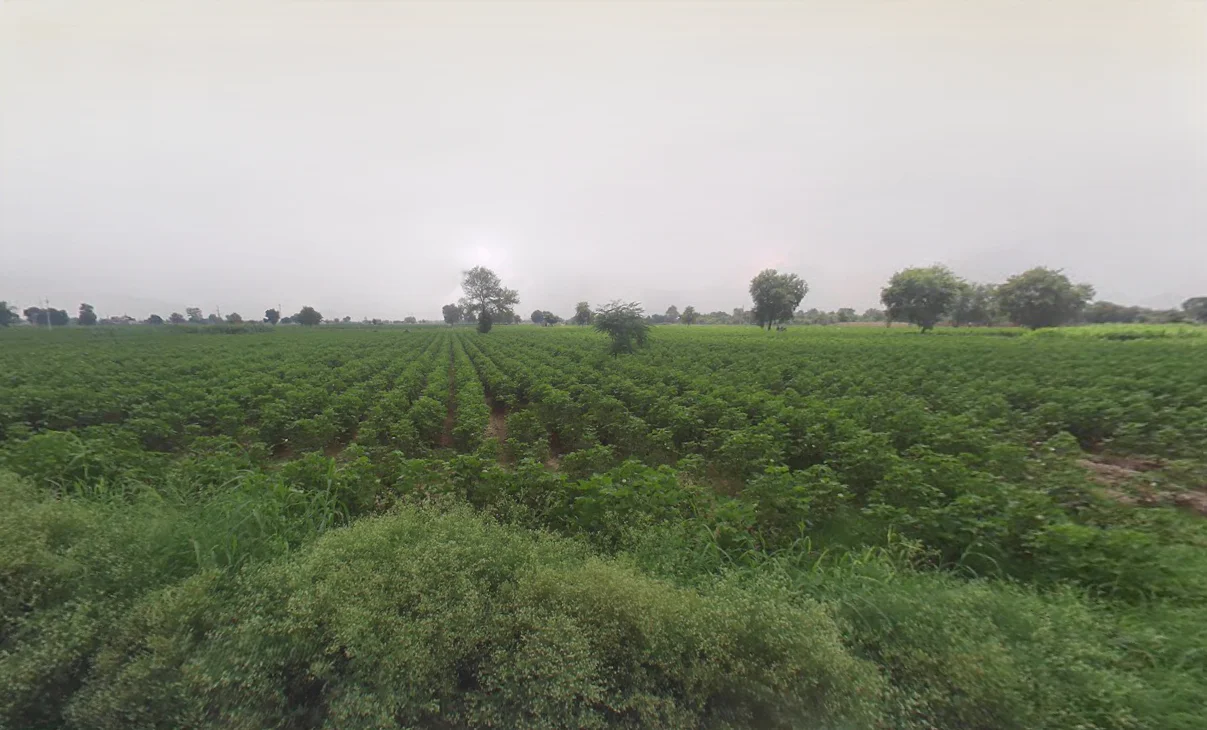 Bodiwali, Haryana 125050, India preview 3