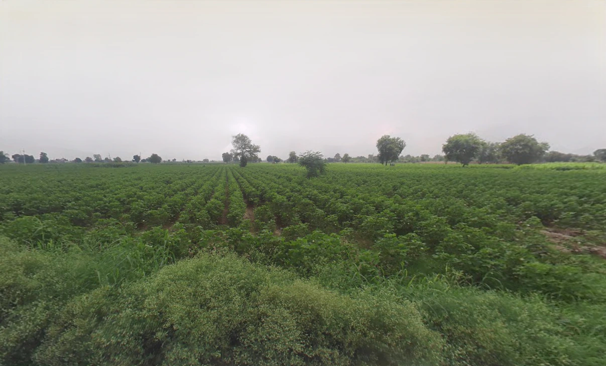 Bodiwali, Haryana 125050, India