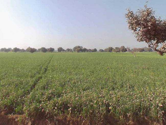 Mirganj, Uttar Pradesh 243504, India