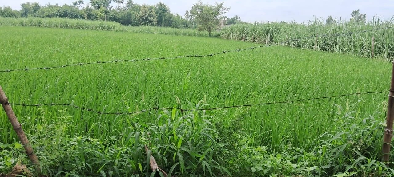 V669+RF, Gonda, Niriya, Uttar Pradesh 271319, India