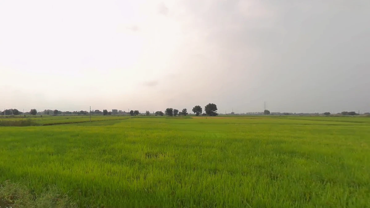 Kohara, Punjab 141112, India