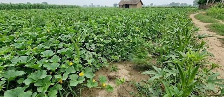 Chhata, Uttar Pradesh 281401, India