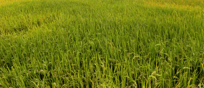 Thelkadih, Chhattisgarh 491444, India preview 3
