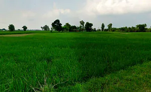 Ghorbhatt, Chhattisgarh 493225, India preview 3