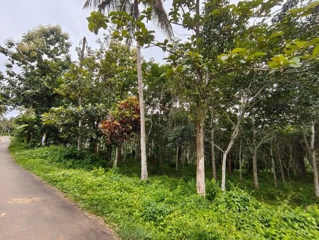 Q6M2+6CM, Pulpally, Kerala 673579, India