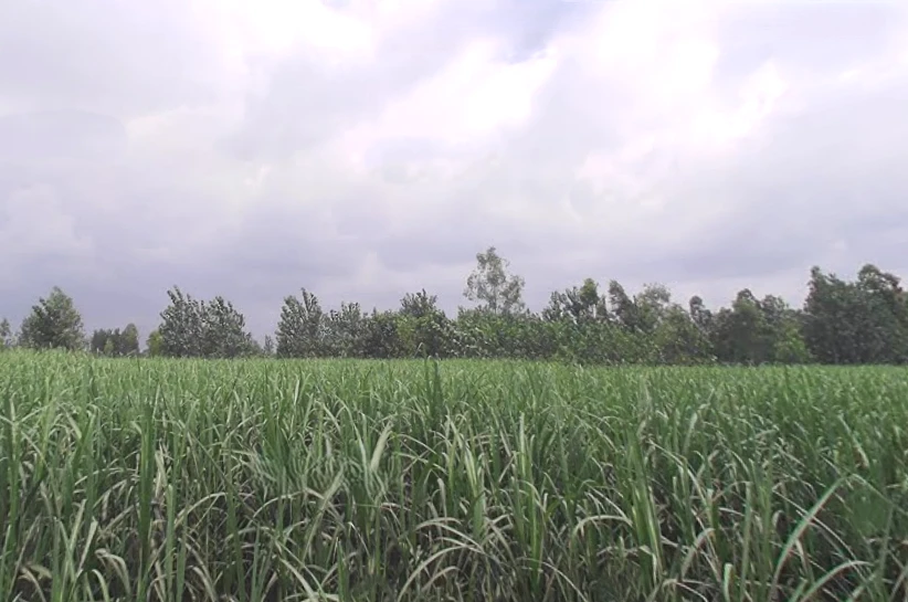 Behat Dehat, Uttar Pradesh 247121, India