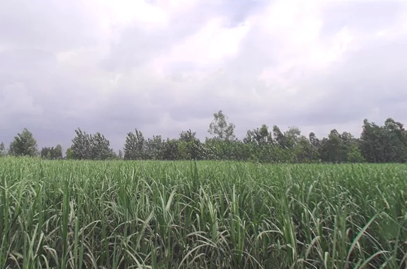 Behat Dehat, Uttar Pradesh 247121, India preview 2