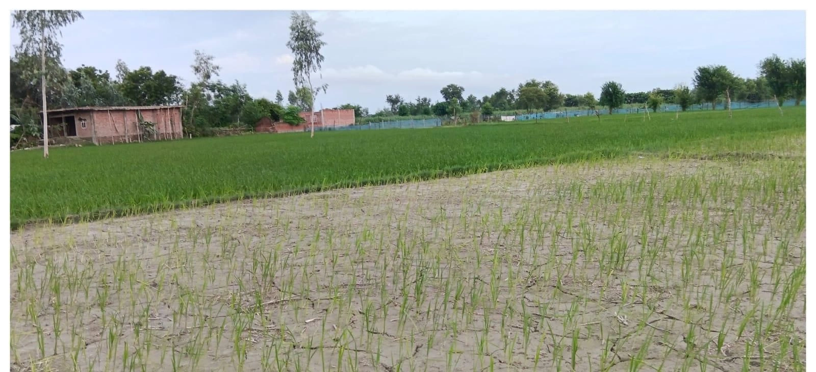 P6R6+23 Mirzapur Urf Samshuddinpur, Ayodhya, Uttar Pradesh, India