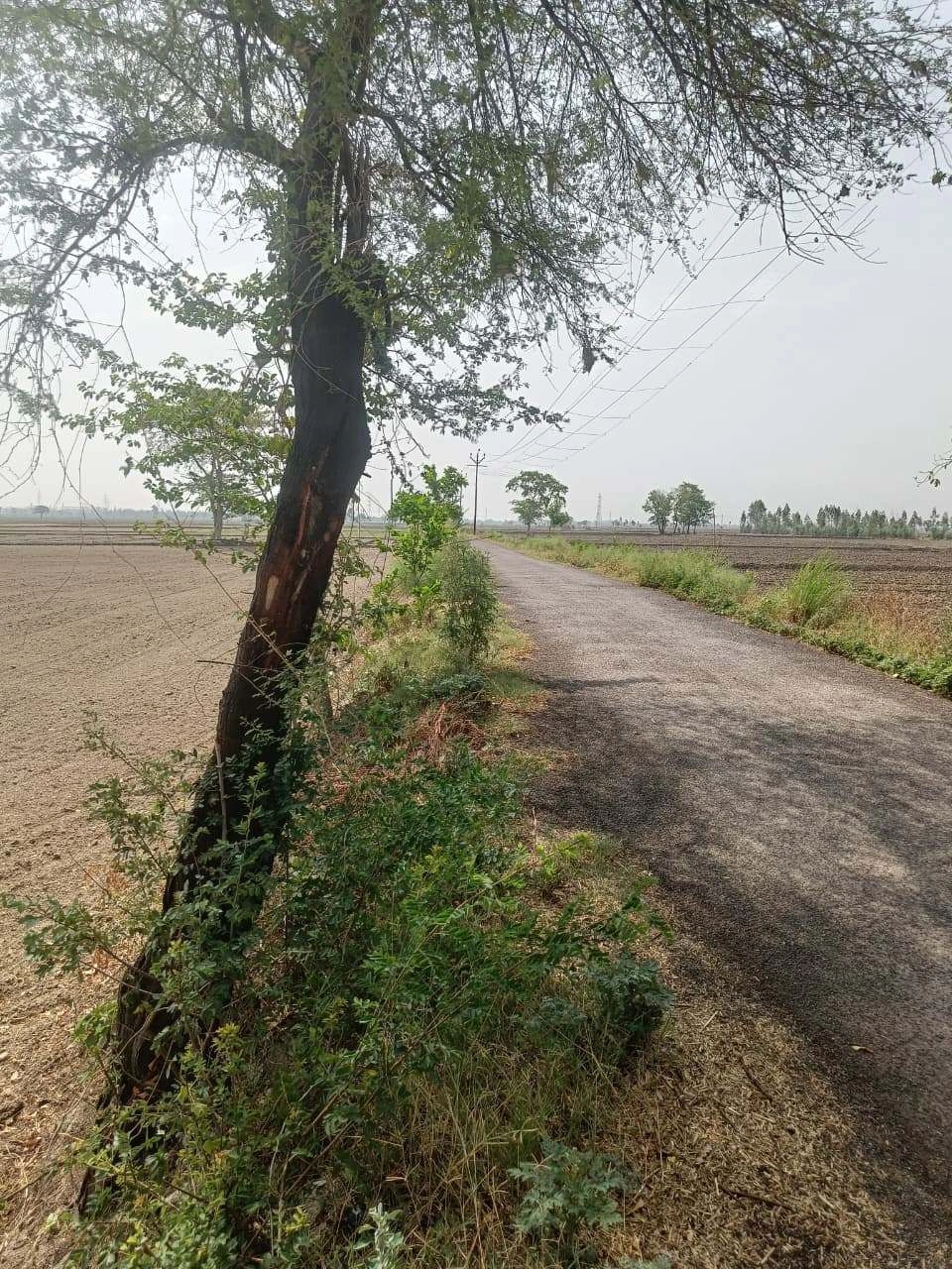 Aou, Rajasthan, India