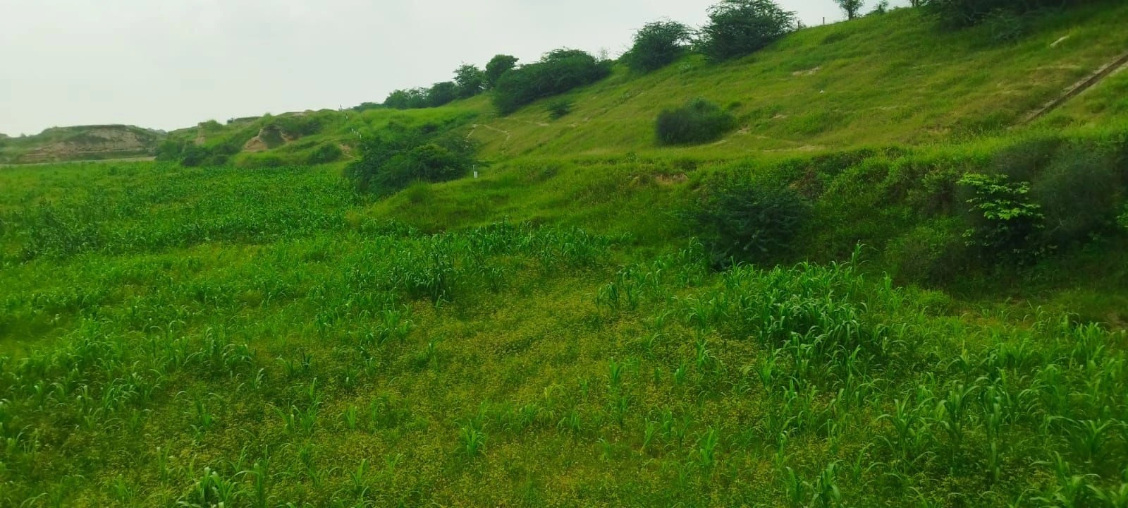 Midhawali, Sadabad, Hathras, Uttar Pradesh, India - Photo 3