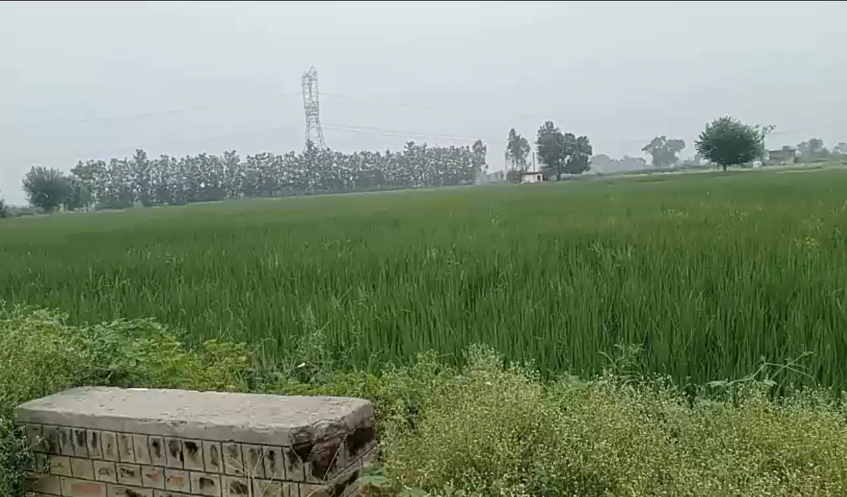 Atrauli, Aligarh, Uttar Pradesh, India