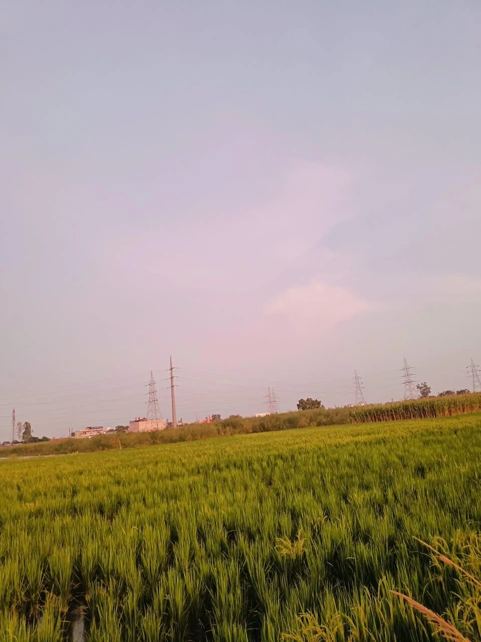 Bukharari, Mathura, Uttar Pradesh, India