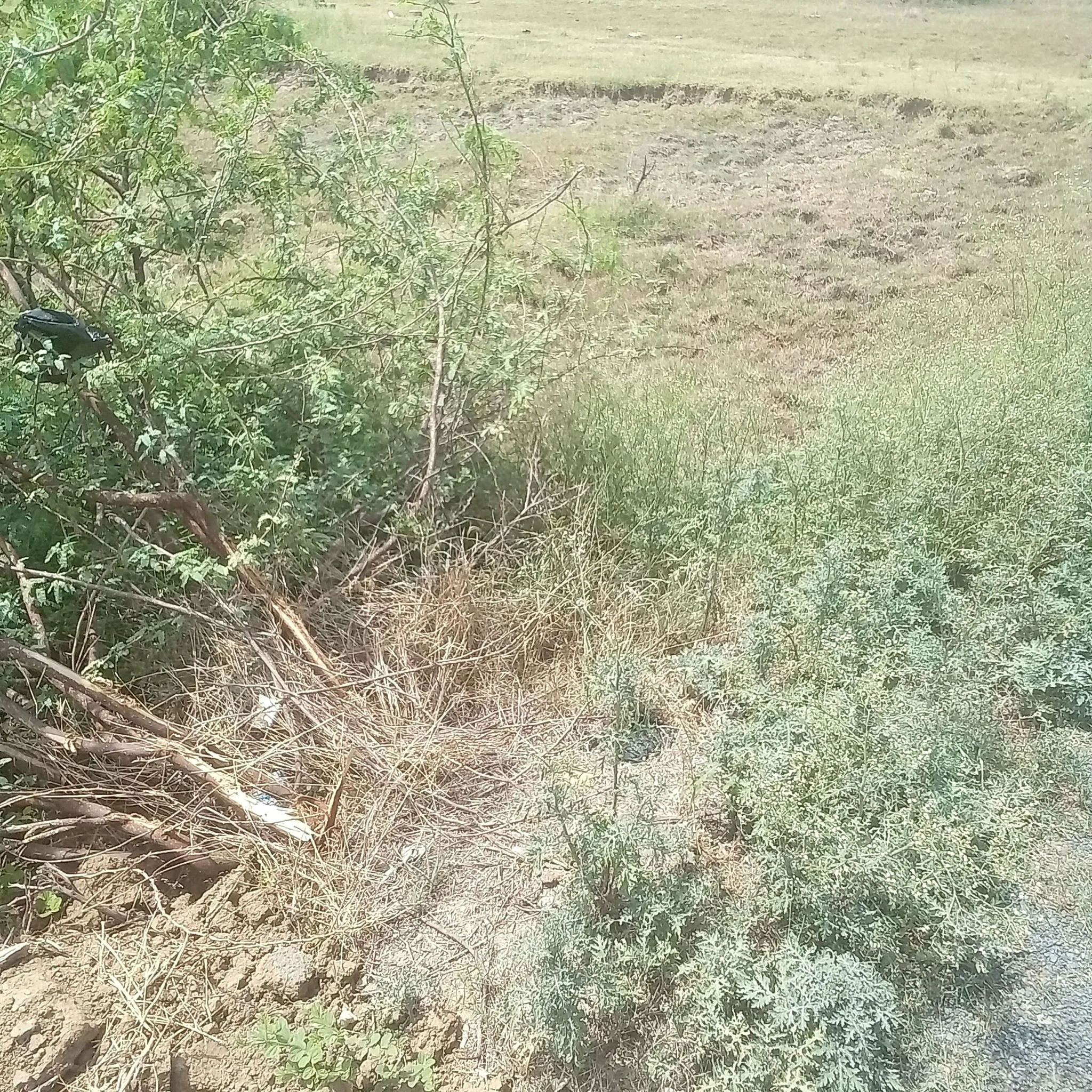 Pachipura Khurd, Konch, Jalaun, Uttar Pradesh, India