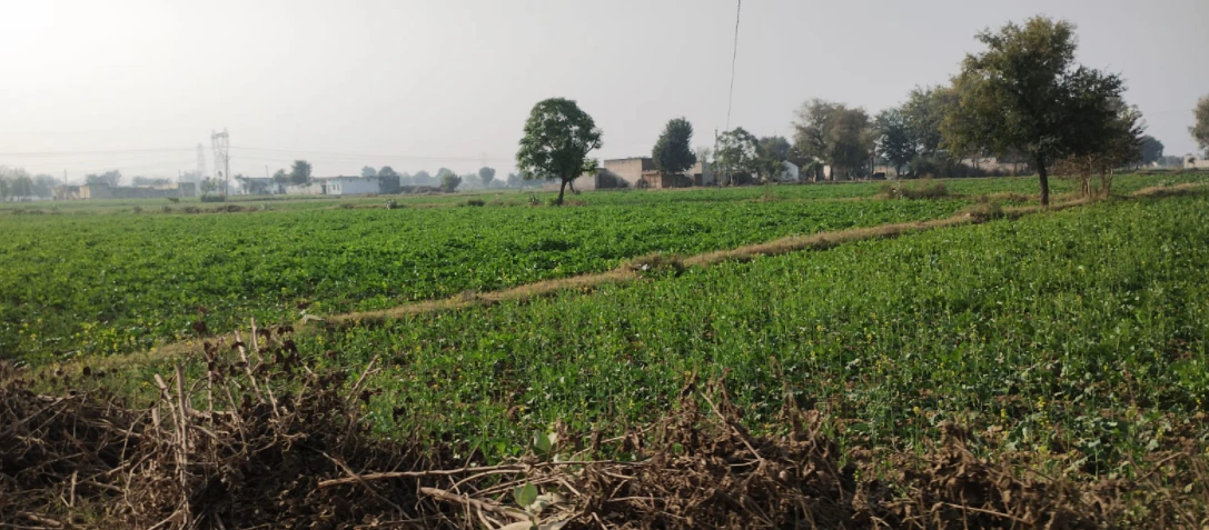 Ghanauli, Punjab 140113, India