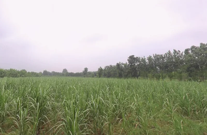 Pandoli, Uttar Pradesh, India preview 3