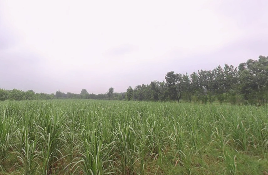 Pandoli, Uttar Pradesh, India