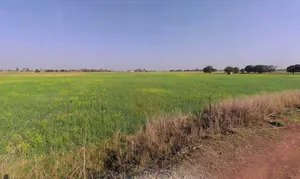 Palwal, Haryana 121102, India preview 3