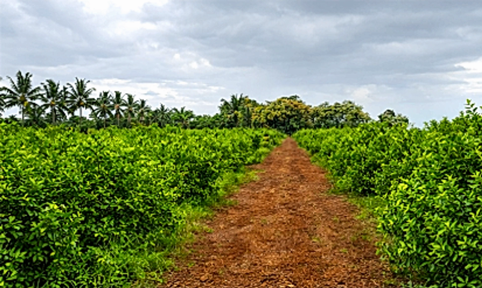 RJ4X+4Q Chennavaram, Andhra Pradesh, India