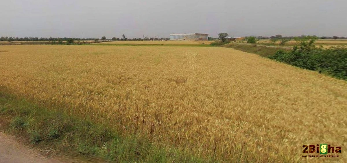 Kothi, Madhya Pradesh 485666, India