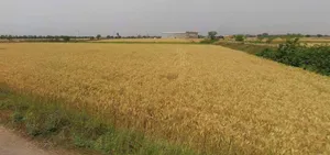 Kothi, Madhya Pradesh 485666, India preview 3