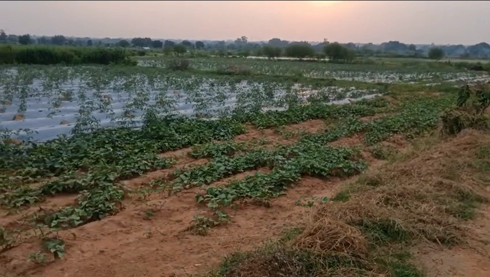 5F2J+3P Semara, Uttar Pradesh, India