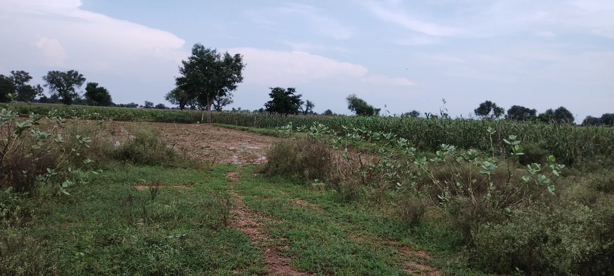 Barodameo, Rajasthan 301021, India