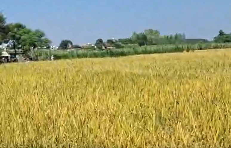 Shikarpur, Rampur, Uttar Pradesh 244924, India