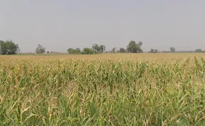 Moga, Punjab, India preview 3