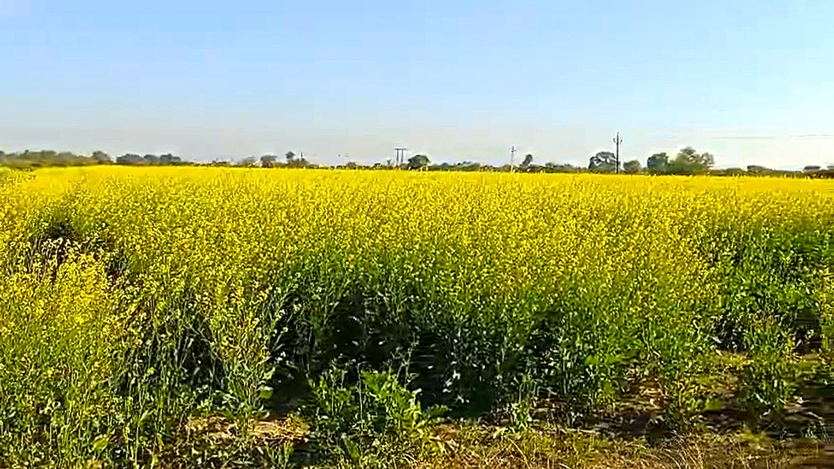 4VGQ+FW Harchandera, Rajasthan, India