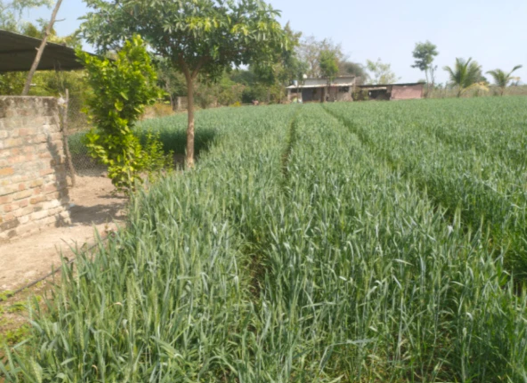 QHF7+H2H, Sahibzada Ajit Singh Nagar, Gharuan, Punjab 140413, India
